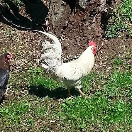 La Verte Salamandre 3* Allanche
